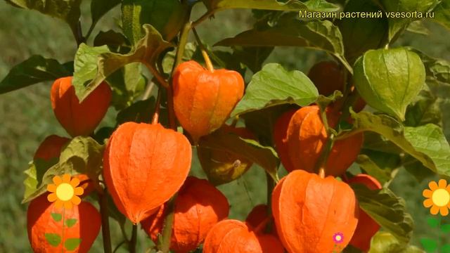 Физалис франше Гигант. Краткий обзор, описание physalis alkekengi var. franchetii Gigantea смотреть онлайн