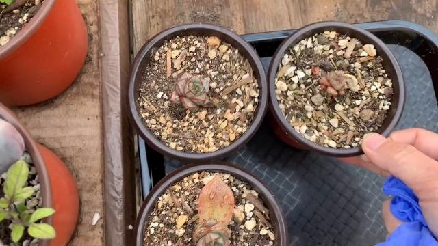 #400 HOW TO PROPAGATE SUCCULENT ECHEVERIA PURPUSORUM FROM LEAVES | NHÂN GIỐNG SEN ĐÁ HOA HỒNG ĐEN смотреть онлайн