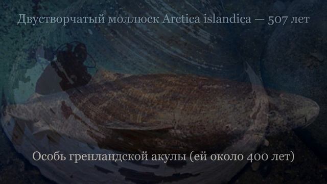 Какие животные живут дольше всего? смотреть онлайн