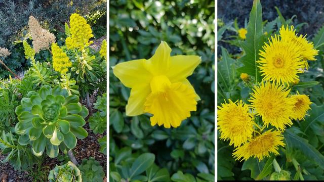 National Arboretum | Bonsai and Penjing Collection | Canberra Australia смотреть онлайн