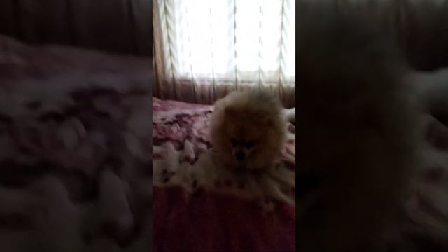 Шпиц стал бешеный после прогулки 😂🐶 смотреть онлайн