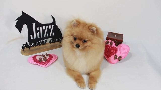 стрижка шпица в Одессе смотреть онлайн