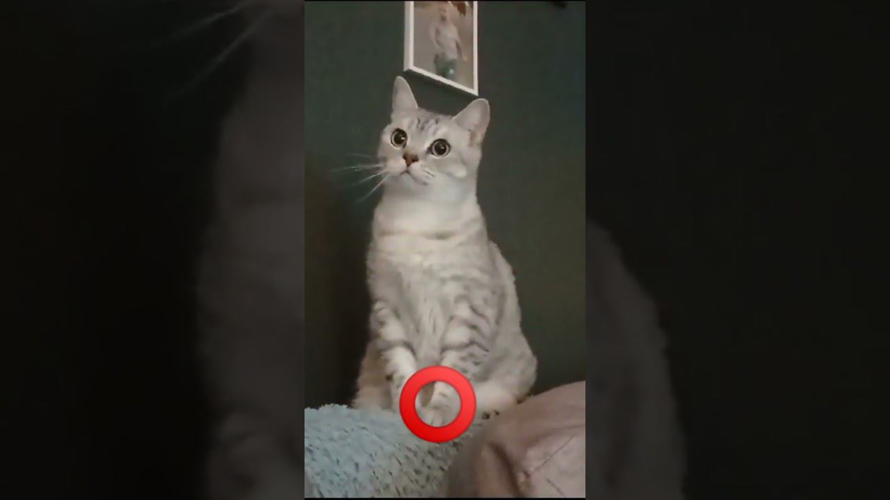 Милый котик #shorts смотреть онлайн