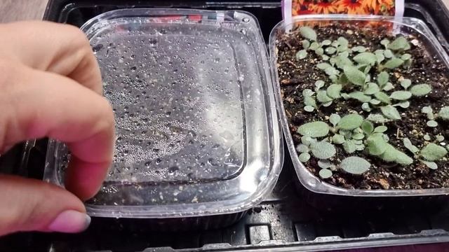 рудбекия и бегония из семян. рудбекия от посева до пикировки. неудачный опыт с бегонией. смотреть онлайн