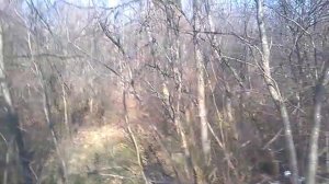 Сажаем вербу ,только не на участке и не у дома.