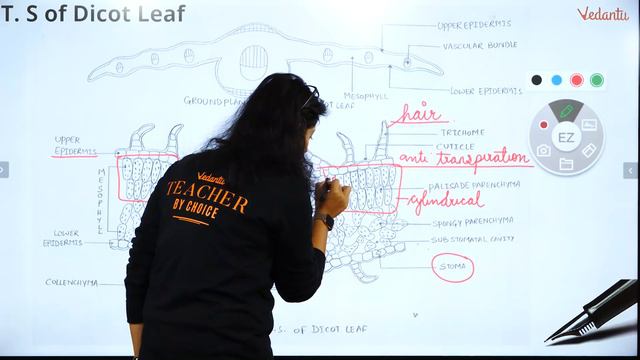 Taste Buds, TS of Dicot Leaf, TS of Monocot Leaf & LS of Phloem Tissue | Vedantu Biotonic смотреть онлайн