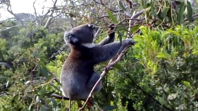 Koala Eating Eucalyptus Tree Leaves on the Great Ocean Walk смотреть онлайн