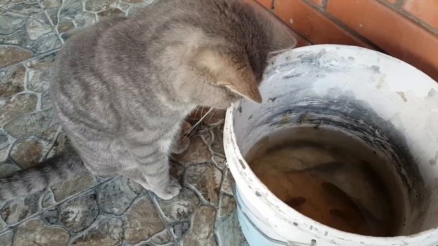 РЕАКЦИЯ КОТА МАКСА НА РЫБУ смотреть онлайн