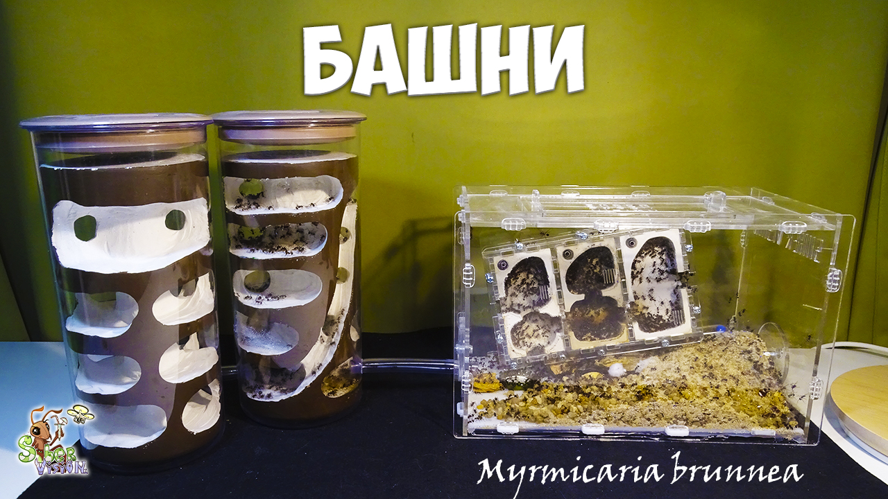 Переселяем муравьев в башни ● Myrmicaria brunnea смотреть онлайн