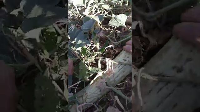 Армянский огурец или огурдыня смотреть онлайн