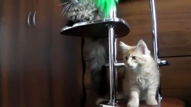 Ди-Джей Котовски, мейн-кун 2 мес., питомник Лирикум смотреть онлайн