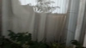 Выращивание помидоров на подоконнике. Сорт Бонсай