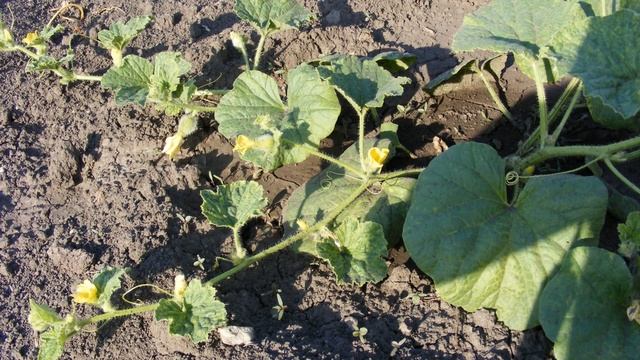 ДЫНЯ ПРИНЦЕССА СВЕТЛАНА - РАННЕСПЕЛАЯ УСТОЙЧИВАЯ К НЕБЛАГОПРИЯТНЫМ ПОГОДНЫМ УСЛОВИЯМ смотреть онлайн