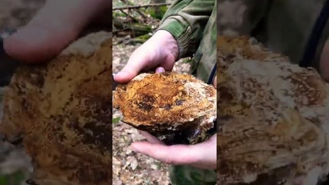 Чистим чагу смотреть онлайн