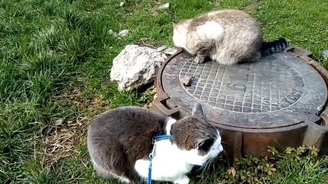 Марфей хамит Мусе,но она в игривом настроении) смотреть онлайн