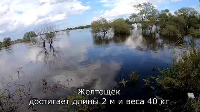 5 РЫБ которых ТЫ ТОЧНО НЕ ЛОВИЛ если не был на этой РЕКЕ смотреть онлайн