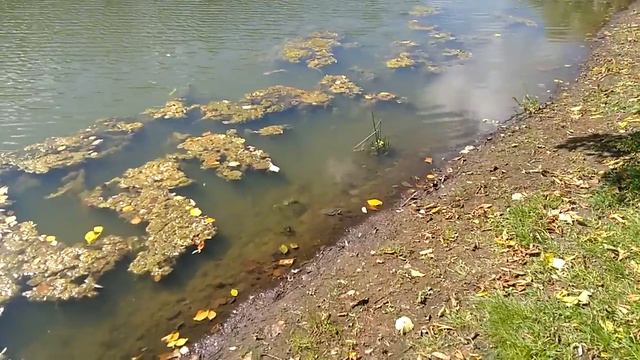 В пруду Парка Победы плавает черепаха СПб смотреть онлайн