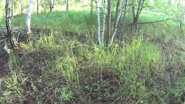 ГРИБНИК не мог поверить своим Глазам! Грибные новости из Рязанской Области! Сбор ГРИБОВ 9 июля 2023 смотреть онлайн