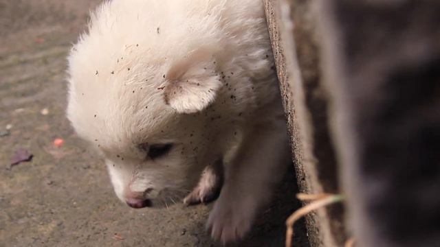 Chinese Egg Pancake with Toona Sinensis！What Spring Tastes Like｜Couple's Pastoral Life in Sichuan смотреть онлайн