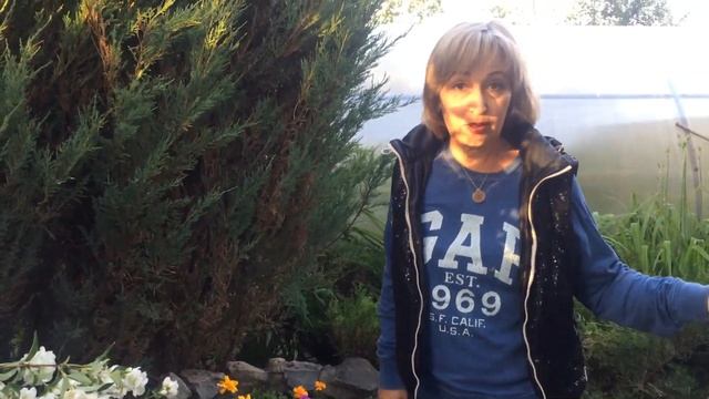 Обрезаем тую и можжевельники смотреть онлайн