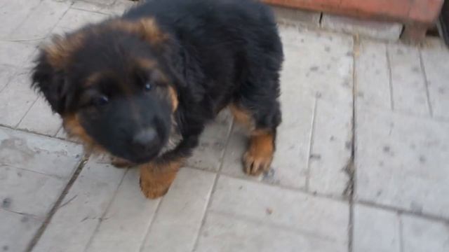 Щенки длинношерстной немецкой овчарки от Юмиры и Дагира. смотреть онлайн