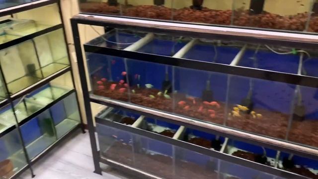 Restock tayo ngga ISDA sa aking online AQUATIC shop смотреть онлайн