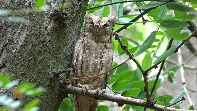 Сплюшка | Otus scops | Eurasian scops owl смотреть онлайн