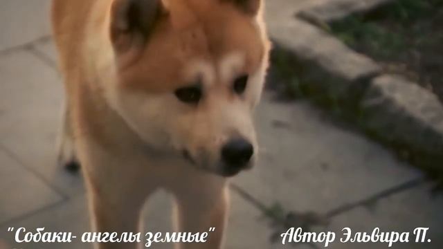Собаки- ангелы земные смотреть онлайн