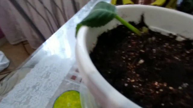 Размножение глоксинии самым простым и надежным способом. Проще не бывает! смотреть онлайн