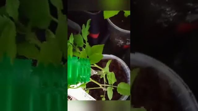 ВЫРАЩИВАЕМ ЯБЛОКИ ДОМА | НОВОЕ ВИДЕО смотреть онлайн