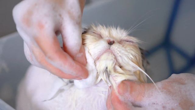 I guarantee this cat is the cutest !!😻🛁✂️❤️ смотреть онлайн