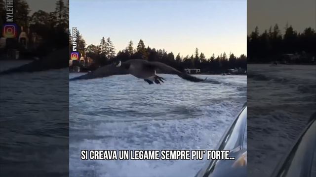 È un'anatra la nuova star di Instagram, che fu salvata da morte certa смотреть онлайн