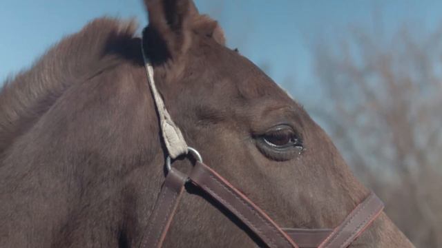 Гремучей 23 года смотреть онлайн