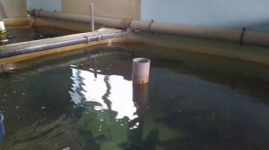 Бассейны для узв, их форма и преимущества.