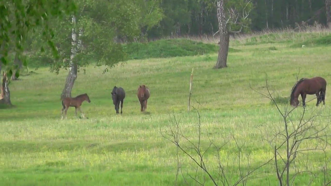 Лощади пасутся на берегу реки. Природа Новосибирской области. Конь. смотреть онлайн