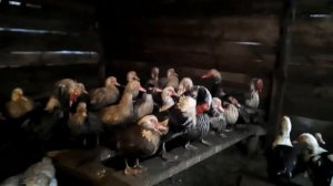 Мускусные утки зимой