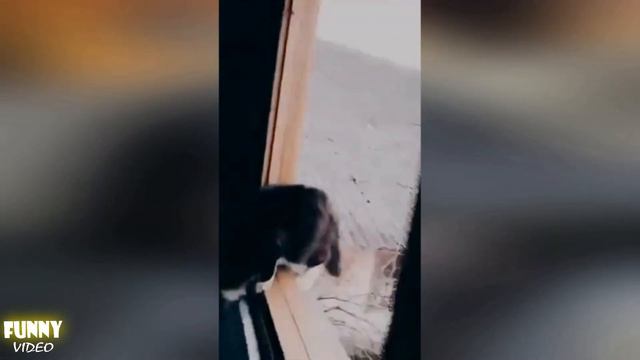 Приколы с животными. Смешные животные. Котики, щенки и собаки. Сегодня будет туса на Funny Video смотреть онлайн