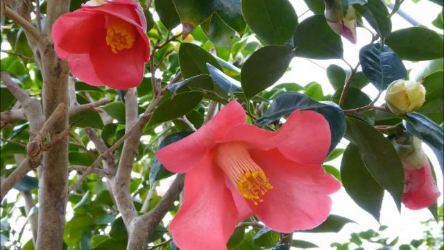 2015年1月 21日,椿寿庵 смотреть онлайн