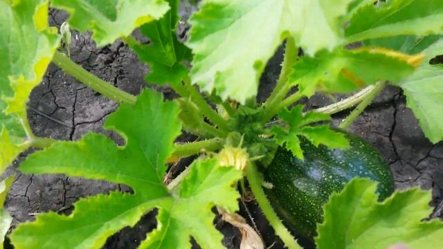 Обзор новых сортов кабачков смотреть онлайн