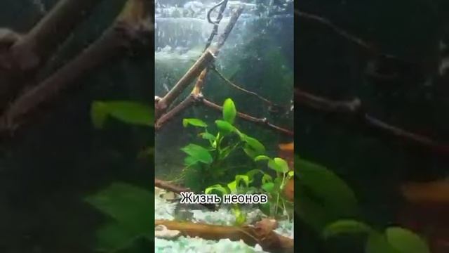 Один день из жизни неонов смотреть онлайн