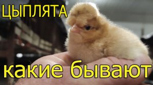 Как выглядят цыплята разных пород.