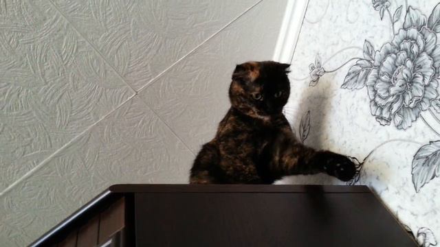 Лялька — кошка-сова смотреть онлайн