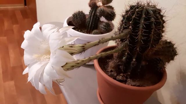 Мамин кактус смотреть онлайн