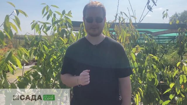 Вишня Жуковская - проверенный сорт для сада с отличным вкусом ягод