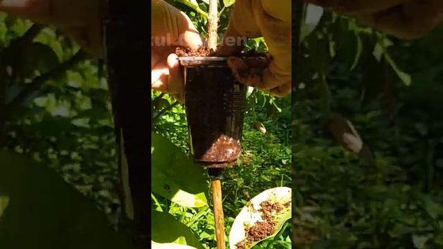 How to Air Layering Guava Tree - Growing Guava tree from Cutting #shorts смотреть онлайн