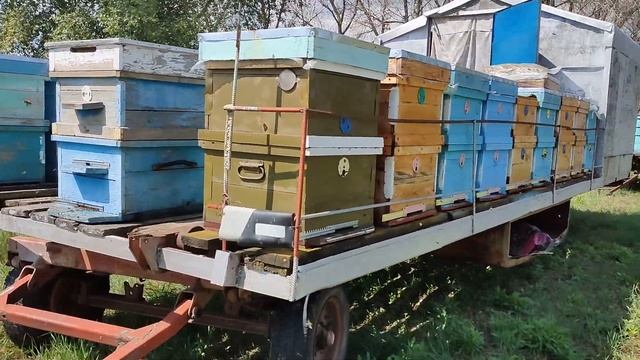 Переезд на новое место. Подсолнух, расторопша. смотреть онлайн