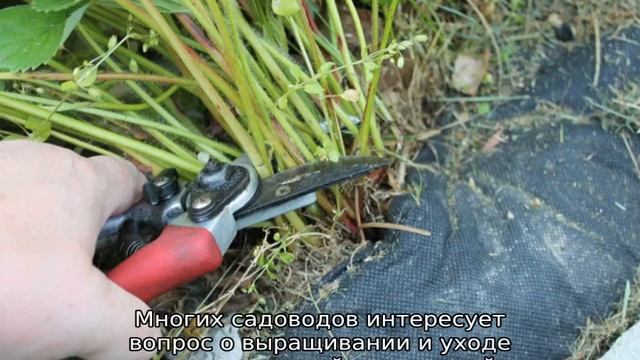 Земляника ремонтантная: посадка и уход смотреть онлайн
