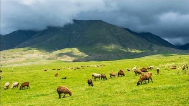 Разведение Эдильбаевских овец как бизнес идея | Овцеводство | Эдильбаевские овцы смотреть онлайн