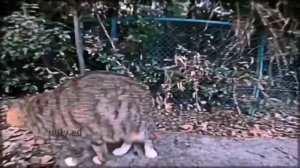 кот носок эдит | 1 час