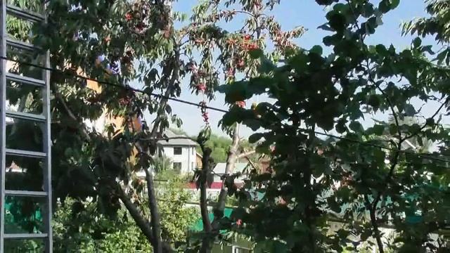 Простой способ защитить от птиц черешню, вишню, клубнику и другие растения смотреть онлайн